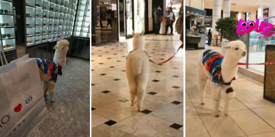 Alpaca causó sensación en plaza comercial y se vuelve viral en TikTok.