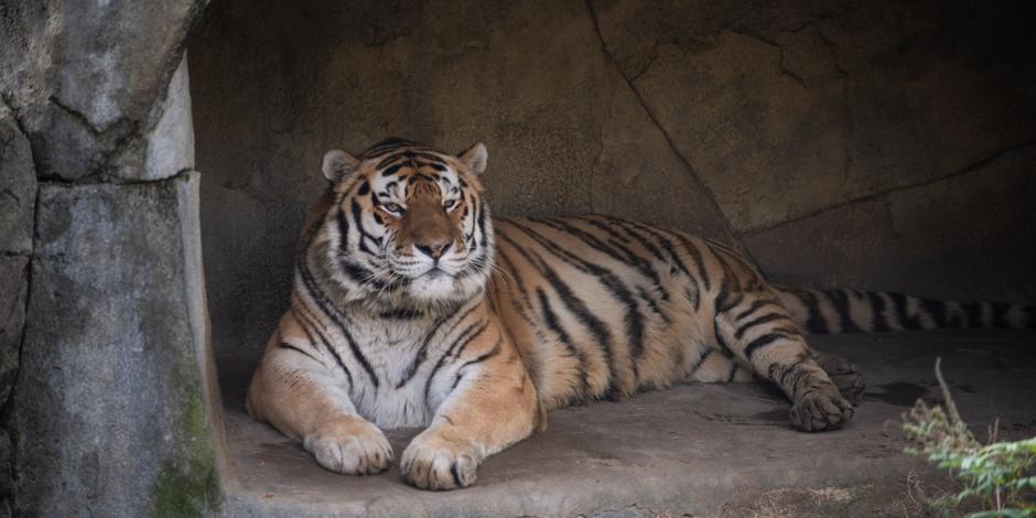Júpiter, el tigre de 14 años que murió tras contagiarse de COVID-19 en el Zoológico y Acuario de Columbus, Ohio.