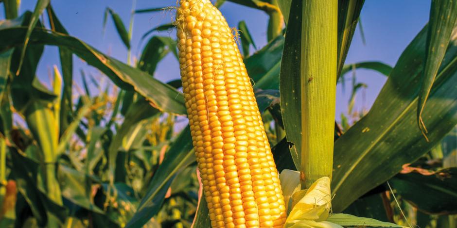 Prevén alza en producción del maíz