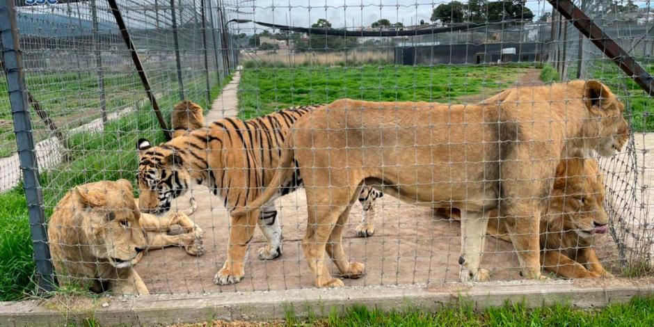 Muere leona en predio clausurado de Black Jaguar-White Tiger