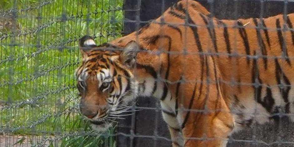 El Santuario Mexicano Black Jaguar-White Tiger ubicado en el Ajusco fue asegurado por denuncias de abandono y maltrato.