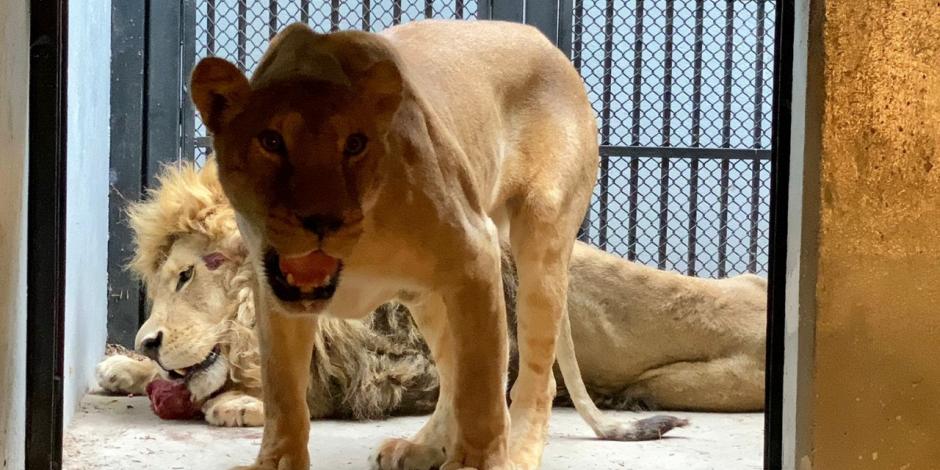En días recientes, ocho felinos y 14 primates rescatados de Black Jaguar fueron recibidos por zoológicos de la Ciudad de México.