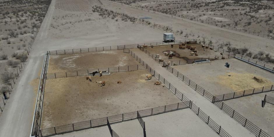 Fotografía de la fuerte sequía en Ramos Arizpe, Coahuila, la cual ha provocado la muerte de decenas de vacas por falta de agua.