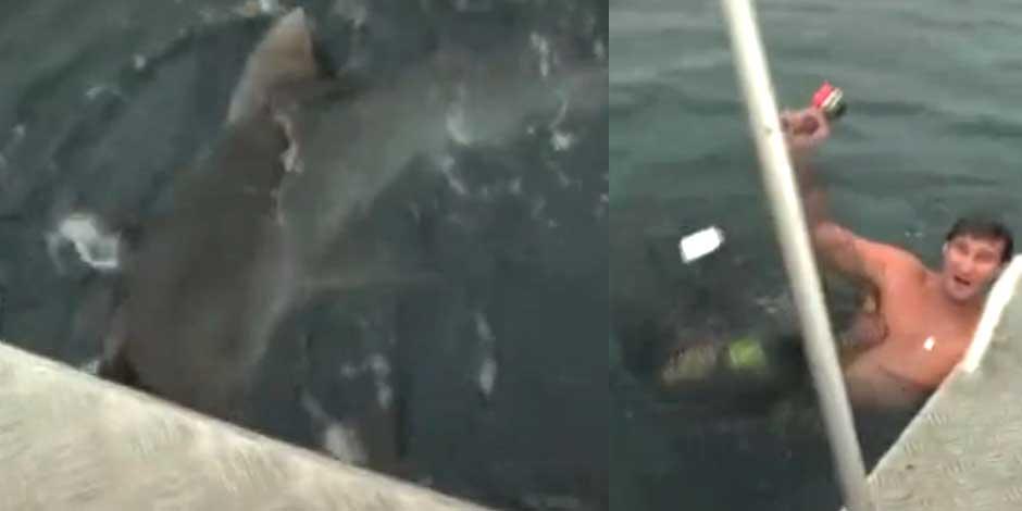 Tiburón sorprende a nadador en aguas de Australia y le pega el susto de su vida