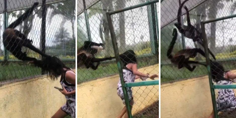 Mono le jaló el cabello a joven que lo molestó en un zoológico.