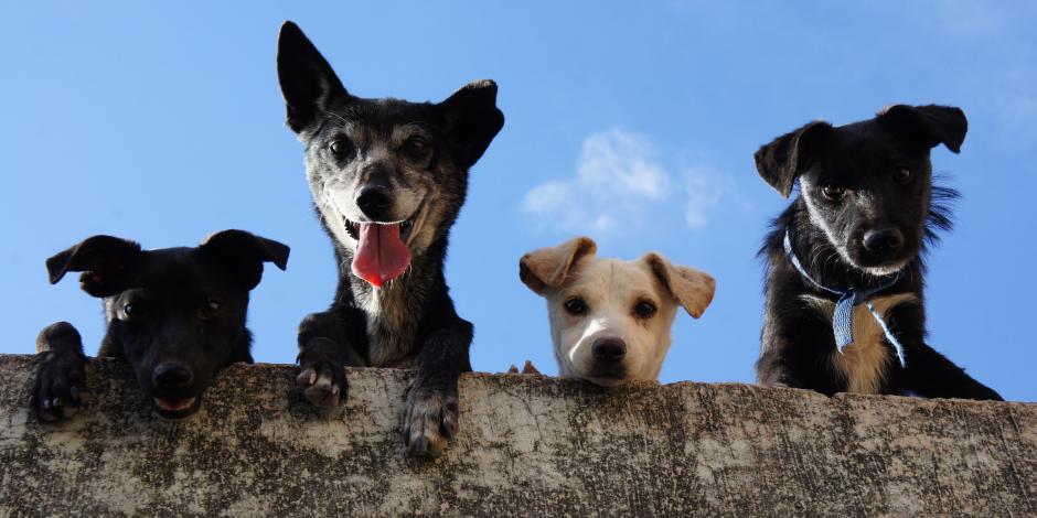 ¡Adopta un lomito! El Metro hará festival canino en el Día Mundial del Perro