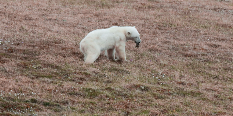 Oso polar sufre al atacar su lengua en una lata