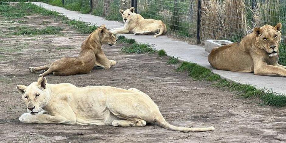 Reanudan traslado de felinos en predio clausurado del Ajusco tras muerte de  leona