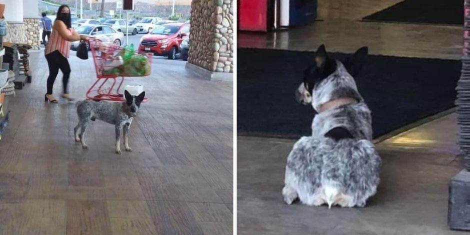 Perrito espera a su cuidadora afuera de un supermercado sin saber que ella murió.