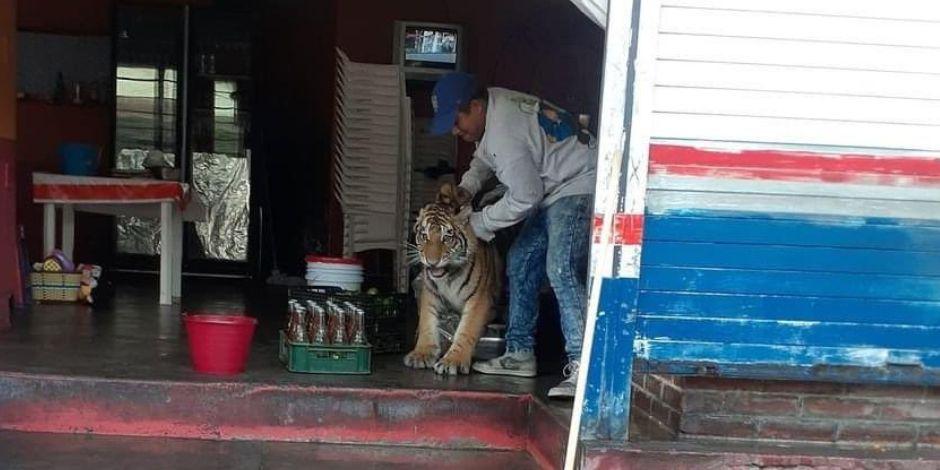 Tigre entró a taquería en Mixquiahuala de Juárez, Hidalgo.