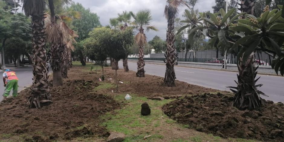 Retiran 300 palmeras muertas de cuatro alcaldías de la CDMX.