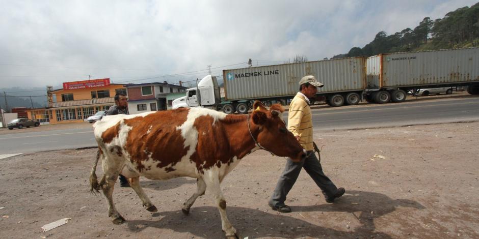 Productores de leche alistan una movilización a la capital del país, en demanda de apoyo del Gobierno.