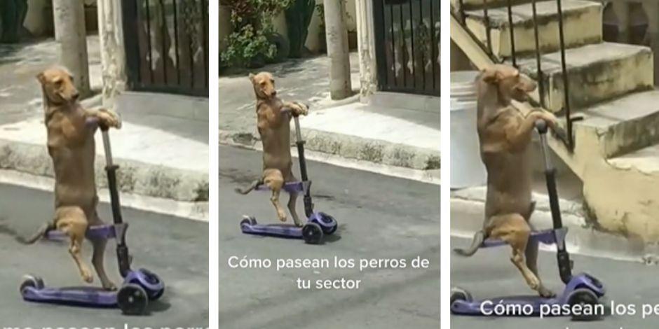 Perrito se volvió viral en TikTok por andar en un scooter.