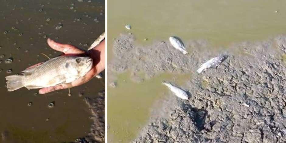 Muerte de peces en Jagüey de "Las Lunas", Puebla