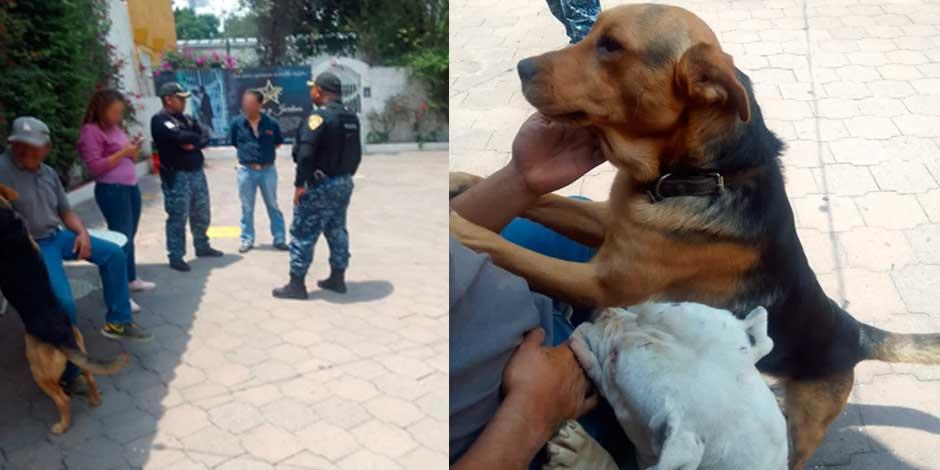 personal de la BVA de la SSC, brindó atención médica a un perrito que posiblemente recibió maltrato en un domicilio en la alcaldía Gustavo A. Madero