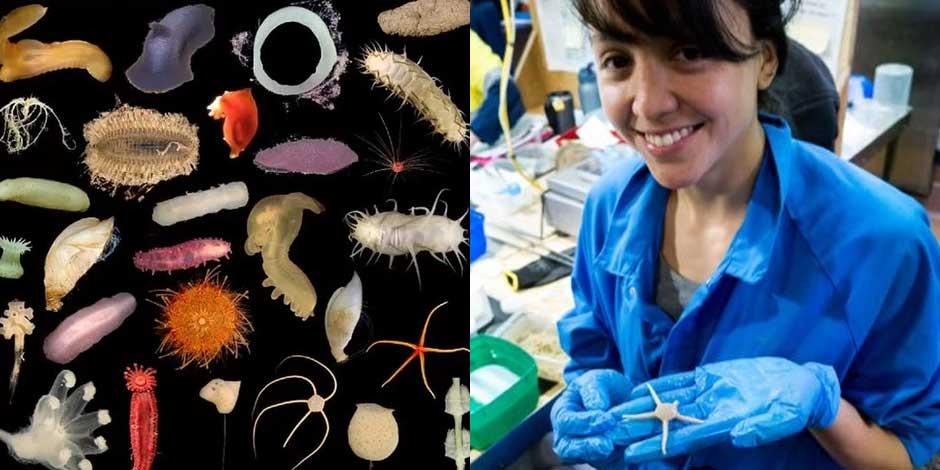 Científica mexicana ayuda a descubrir nuevas especies en el fondo del Océano Pacífico