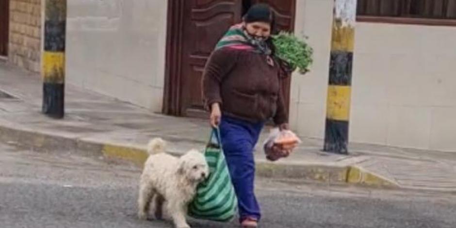El perrito le ayuda con la bolsa de las compras a su dueña