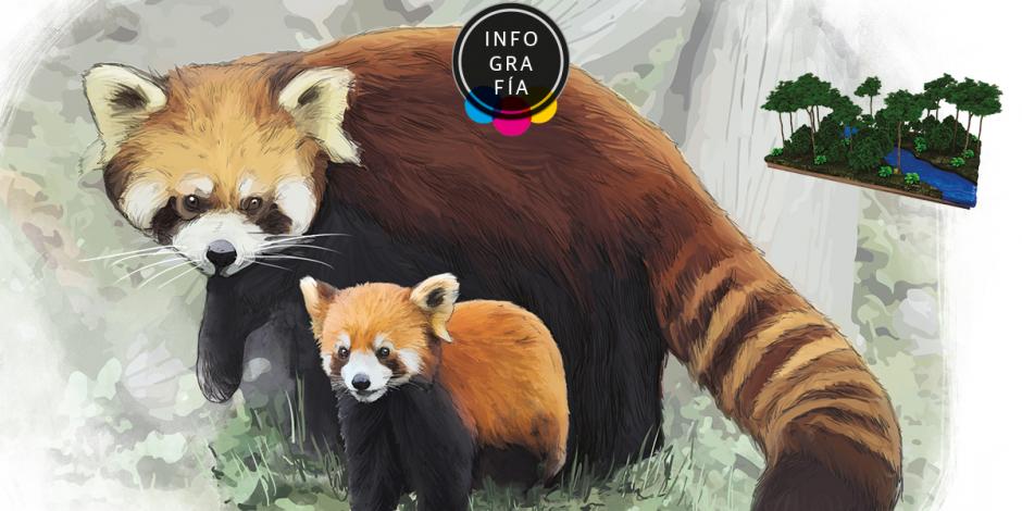 Nace cría de panda rojo en Reino Unido, un soplo de aire para la especie en peligro