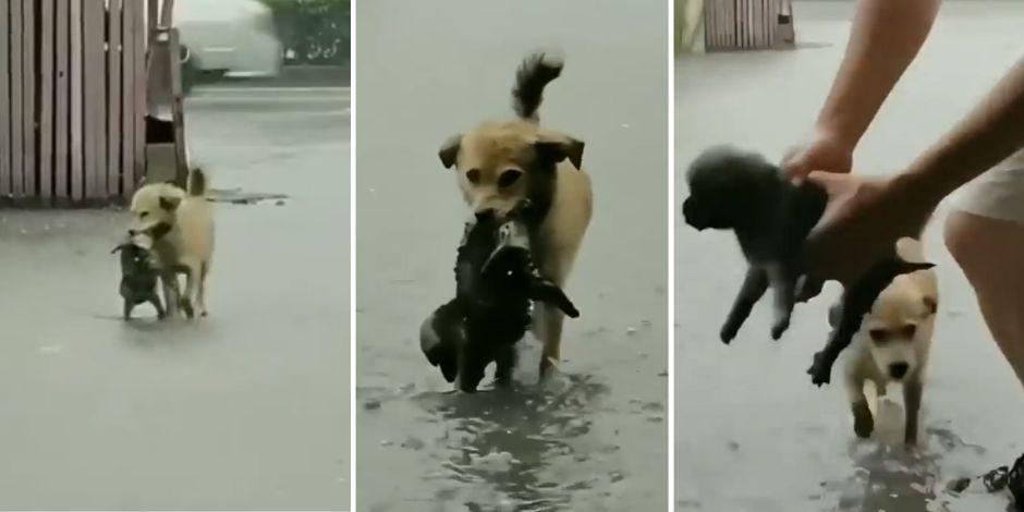Perrito salvó a un cachorro de una inundación.