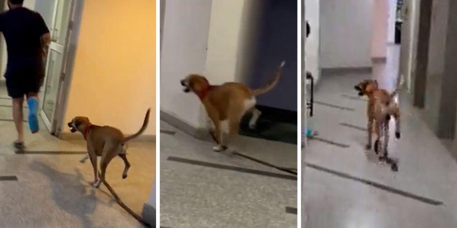 Perrito causó sensación en Twitter por imitar a su dueño que tiene un pie enyesado.