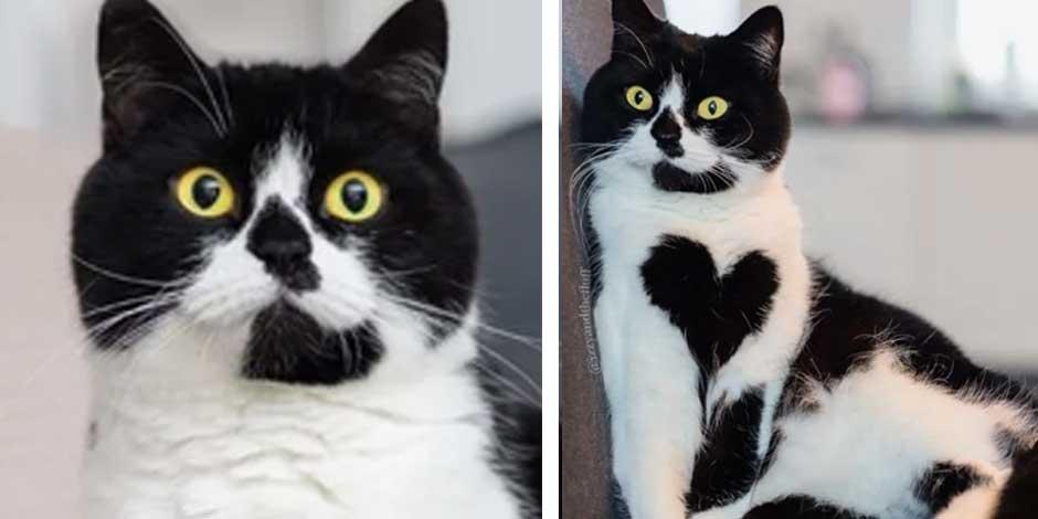 La gatita Zoe, popular en redes sociales por el pecho negro en su corazón