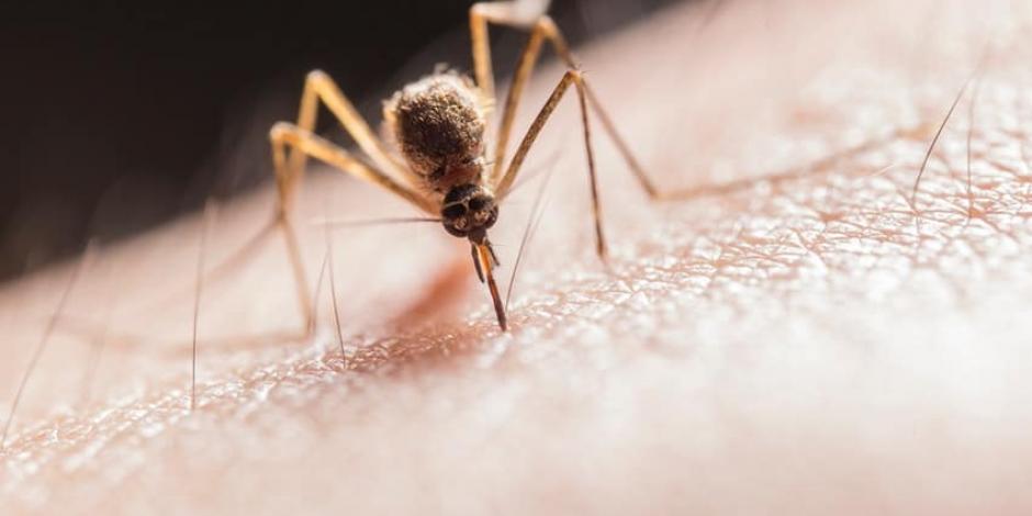 México trabaja con mejores estrategias para el control del dengue