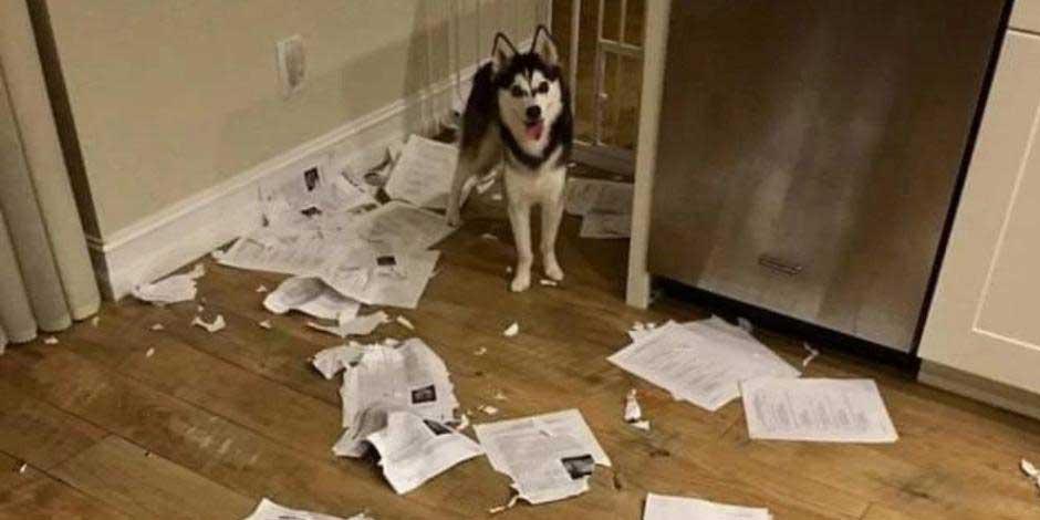 En la imagen, el perro que destrozó las tareas de alumnos