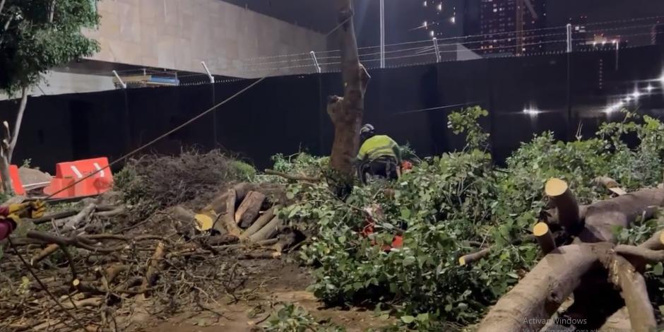 Denuncian derribo "injustificado" de árboles sanos en la Miguel Hidalgo