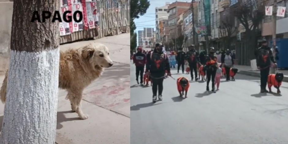 Perrito en situación de calle se pone triste durante desfile de animales de compañía.