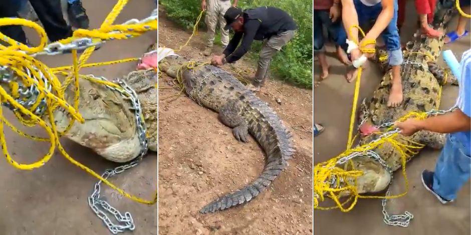 Habitantes de Navolato, Sinaloa, atraparon a cocodrilo de 4 metros.