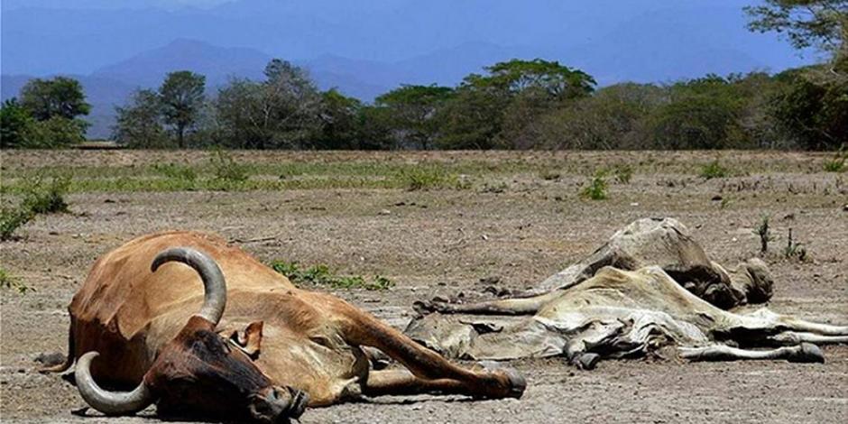 Los efectos de la sequía que azota sobre todo a la zona norte del país desde hace tres años se reflejan en la muerte de ganado, como se aprecia en esta imagen de archivo.