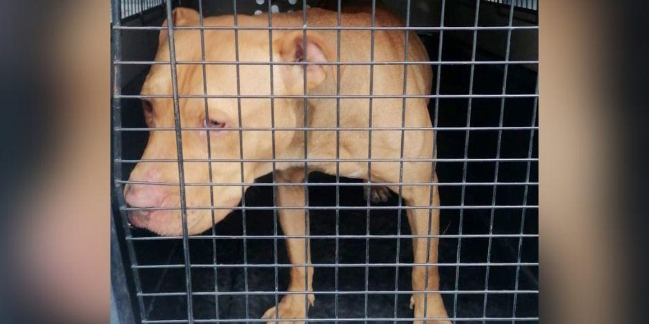 Rescatan a perrito maltratado por sus dueños en la alcaldía Iztacalco.