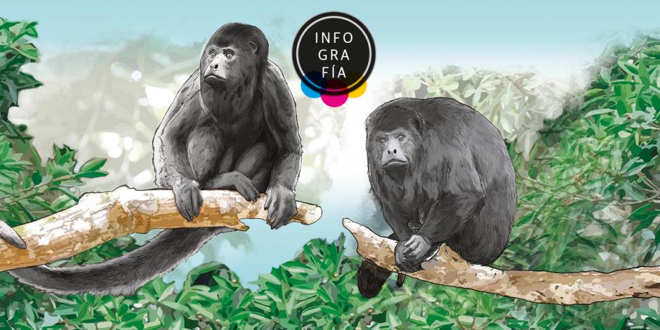 Amenaza cambio climático a los monos aulladores en México