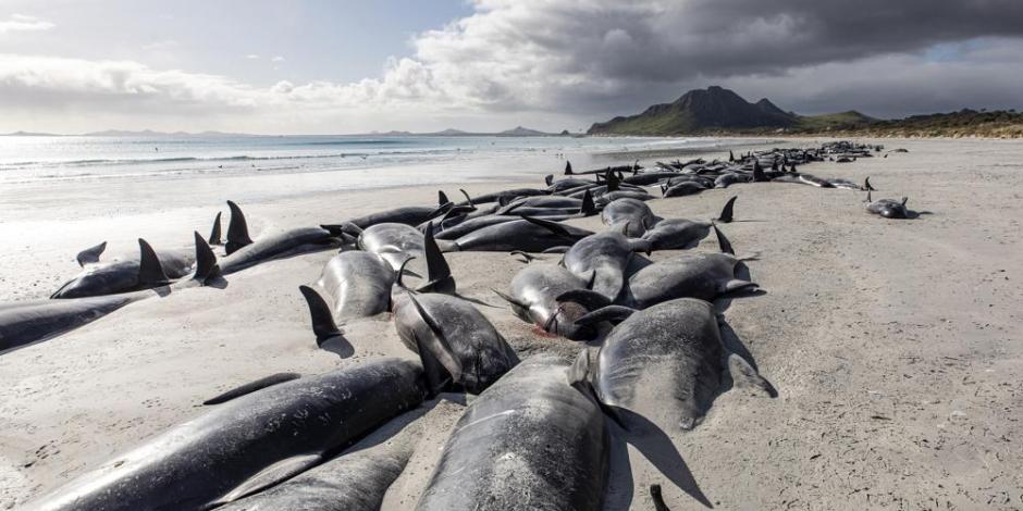 Mueren más de 400 ballenas tras quedar varadas en playas de Nueva Zelanda.