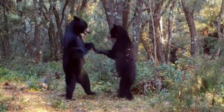 Captan a dos osos "bailando" en sierra de Saltillo, Coahuila (VIDEO)