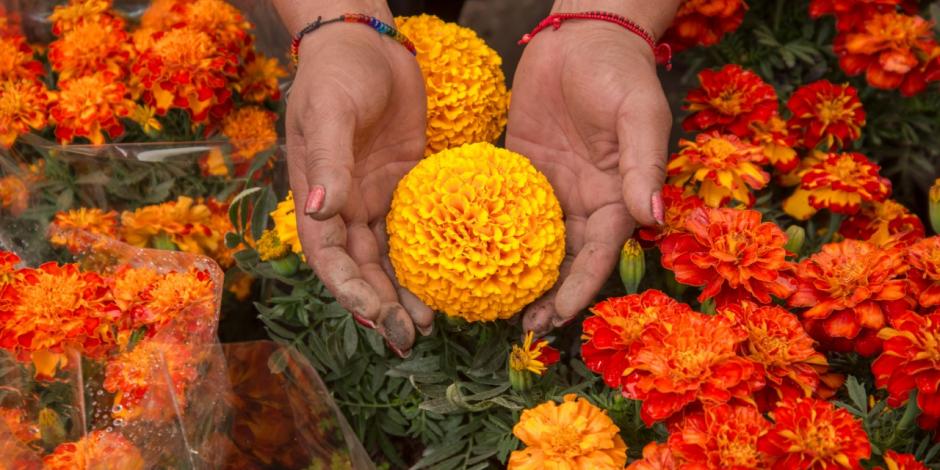 Cuidados para que tus flores de cempasúchil duren en tu altar de Día de  Muertos