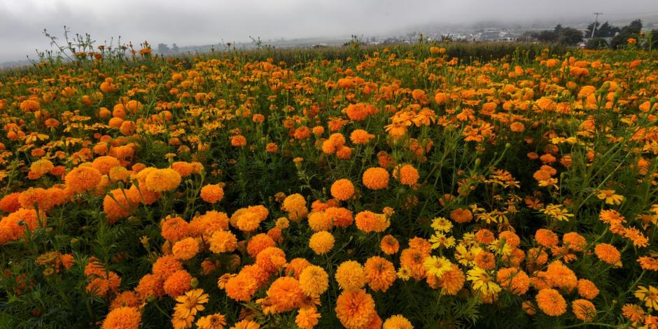 Crece producción de cempasúchil en CDMX; productores venderán 5 millones de flores.