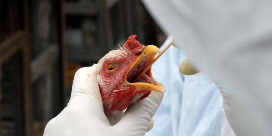 El 14 de octubre del 2022 el Senasica reportó en su portal oficial un caso de Influenza Aviar H5N1 en un ave silvestre.