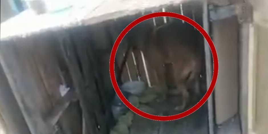 Brigada de Vigilancia Animal rescata a "lomito" encadenado y encerrado en caja