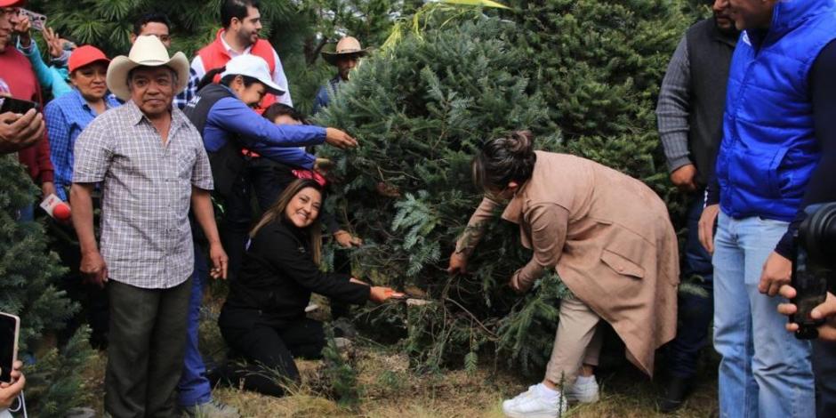Alcaldía Tlalpan arranca corte y venta de árboles naturales de navidad