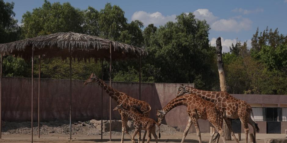 Aspecto de jirafas en el Zoológico de San Juan de Aragón, que hoy cumple 58 años de existencia.