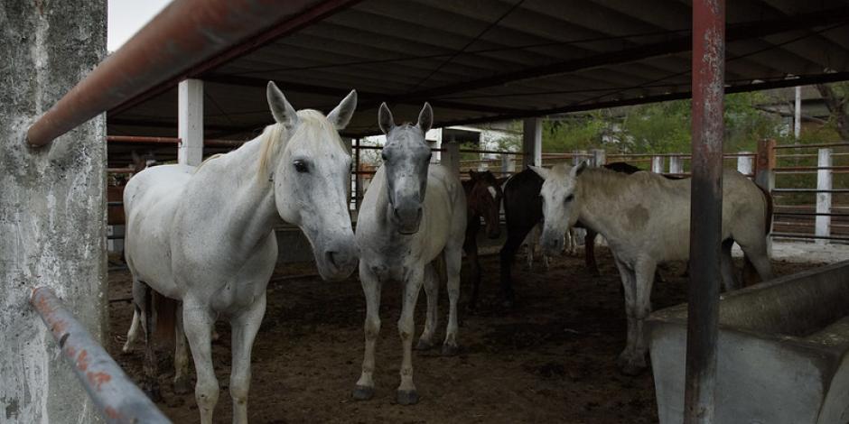 Detectan en Chiapas matanza de caballos en la clandestinidad,
