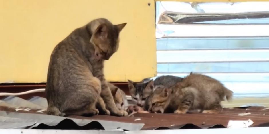 Gatita alimenta a sus bebés gatitos con pescado que le regalaron