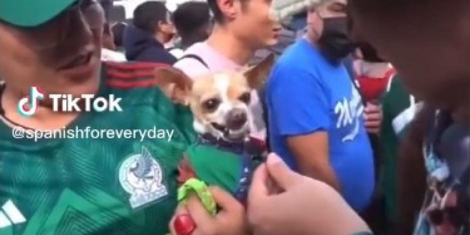 En Tik Tok se dio a conocer un video de un perrito chihuahua que gruñe y casi muerde a un reportero cuando le mencionan el nombre de Lionel Messi