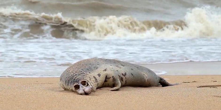 Aparecen mil 700 focas muertas en el Mar Caspio, al sur de Rusia