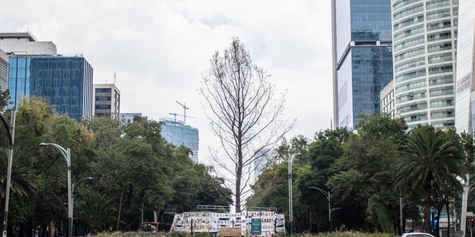 El ahuehuete plantado sobre Paseo de la Reforma, en Ciudad de México, en una fotografía tomada en julio pasado.