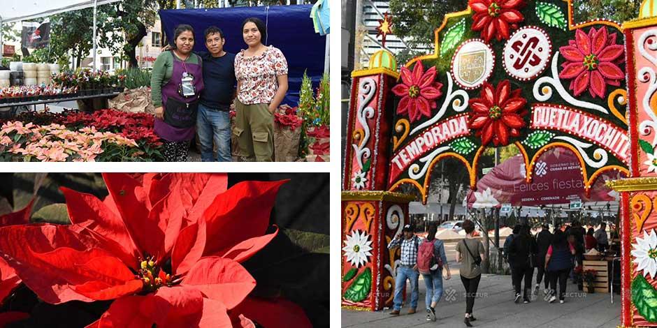 Arranca el Festival Flores de Nochebuena en Reforma: hay de varios precios