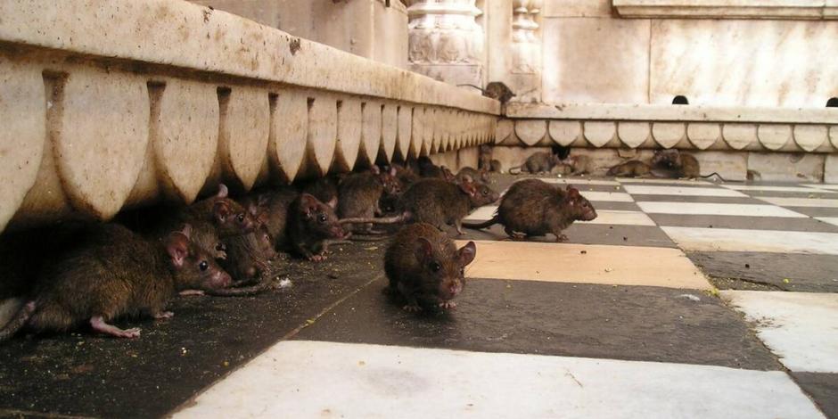 Gobierno de Nueva York busca a candidato "con instinto asesino" que lidere la lucha contra las ratas callejeras de la ciudad