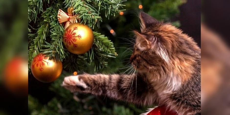 Así puedes hacer que tu gatito se mantenga alejado del árbol de Navidad para que no lo vuelva a destruir