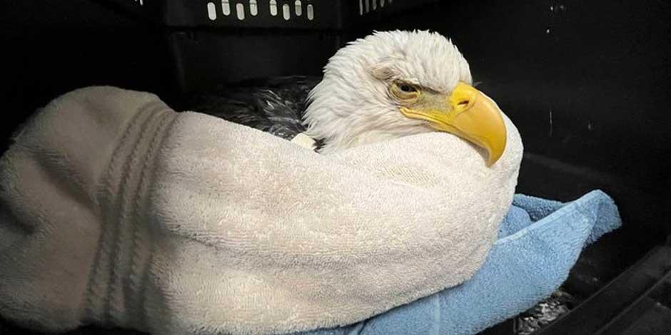 En esta imagen difundida por el Centro de Aves Rapaces se puede ver a un águila calva que posiblemente sufrió de envenenamiento al consumir el cadáver de un animal sacrificado del cual se deshicieron indebidamente en un vertedero de Minnesota.